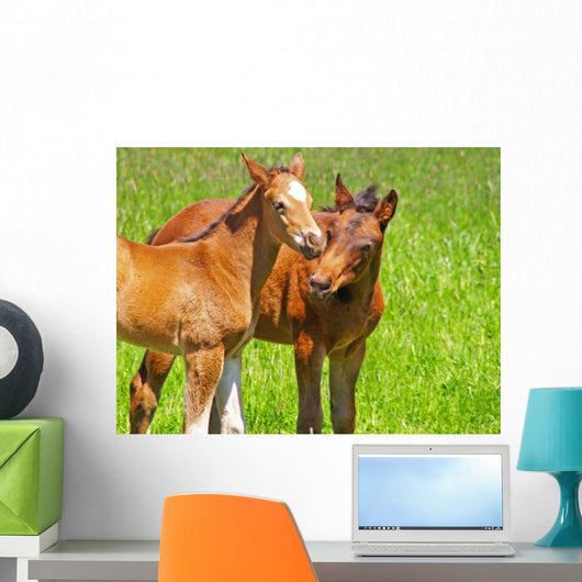 horse kisses Wall Mural