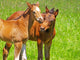 horse kisses Wall Mural