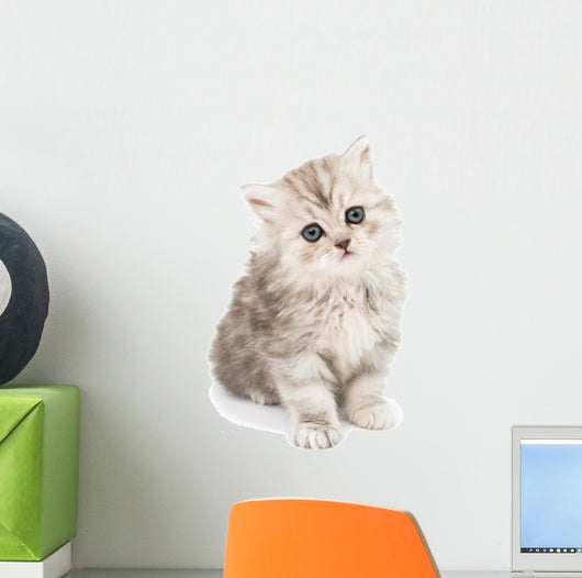 Little Fluffy Kitten Wall Mural