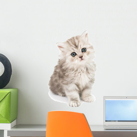 Little Fluffy Kitten Wall Mural