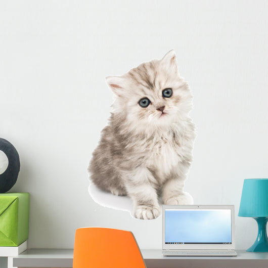 Little Fluffy Kitten Wall Mural