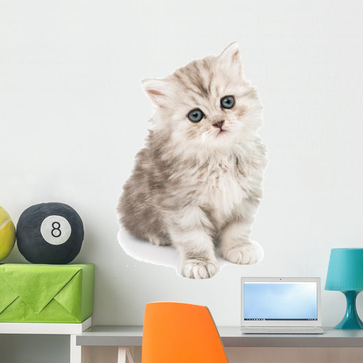 Little Fluffy Kitten Wall Mural