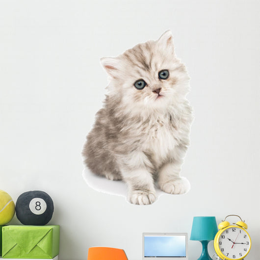 Little Fluffy Kitten Wall Mural