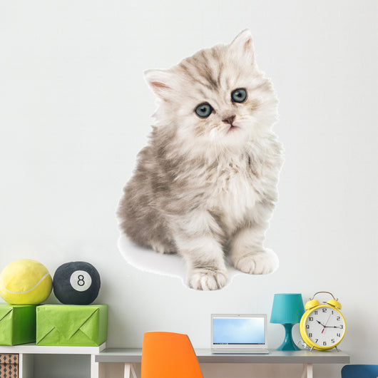 Little Fluffy Kitten Wall Mural