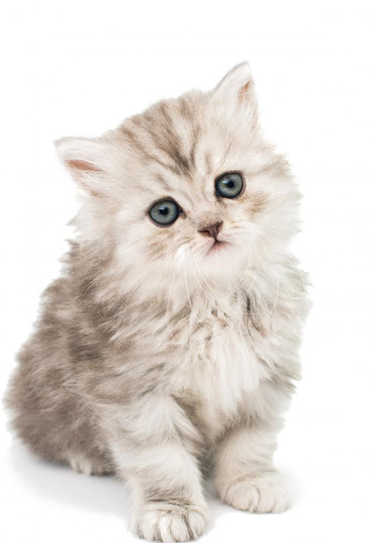 Little Fluffy Kitten Wall Mural