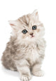 Little Fluffy Kitten Wall Mural