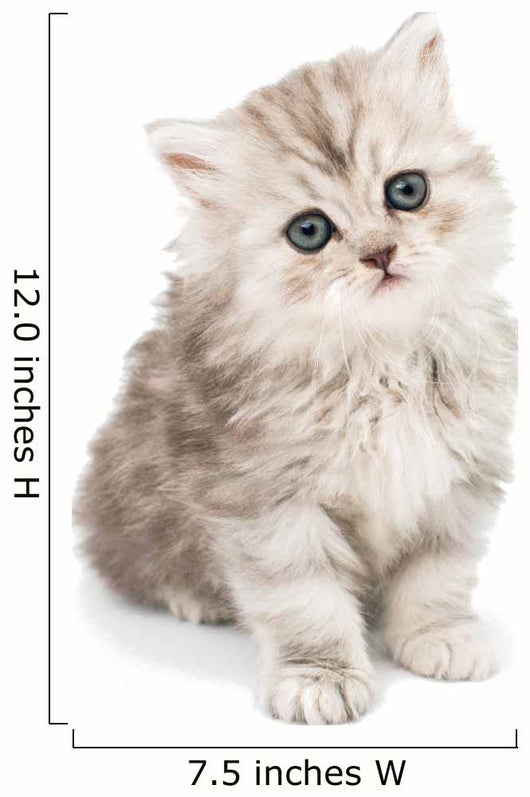 Little Fluffy Kitten Wall Mural