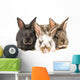 Little Rabbits Wall Decal