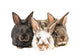 Little Rabbits Wall Decal
