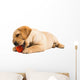 Labrador Puppy