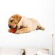 Labrador Puppy