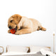 Labrador Puppy