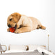 Labrador Puppy
