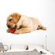 Labrador Puppy