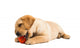 Labrador Puppy
