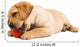 Labrador Puppy
