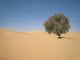Tree Desert Dubai Wall Decal