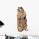 Prairie dog Wall Decal