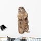 Prairie dog Wall Decal