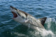 Great white shark Wall Mural