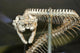 Snake Skeleton Wall Decal