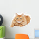 Fluffy Red  Cat  Isolated on White Background Wall Decal