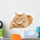 Fluffy Red  Cat  Isolated on White Background Wall Decal