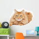Fluffy Red  Cat  Isolated on White Background Wall Decal