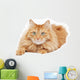 Fluffy Red  Cat  Isolated on White Background Wall Decal