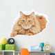 Fluffy Red  Cat  Isolated on White Background Wall Decal