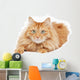 Fluffy Red  Cat  Isolated on White Background Wall Decal