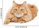 Fluffy Red  Cat  Isolated on White Background Wall Decal