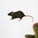 Rat Wall Decal