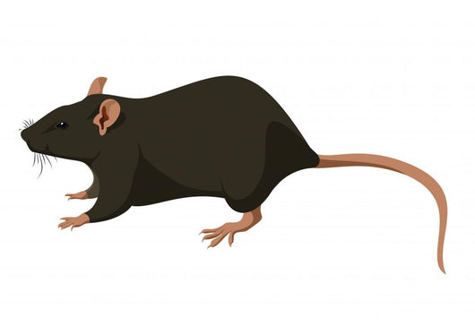 Rat Wall Decal