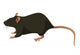 Rat Wall Decal