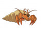 Hermit Crab Wall Decal