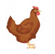 Chiken Wall Decal