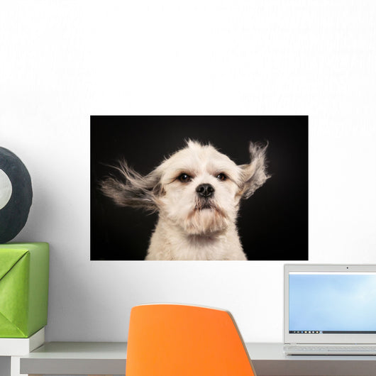 Purebred Havanese Dog