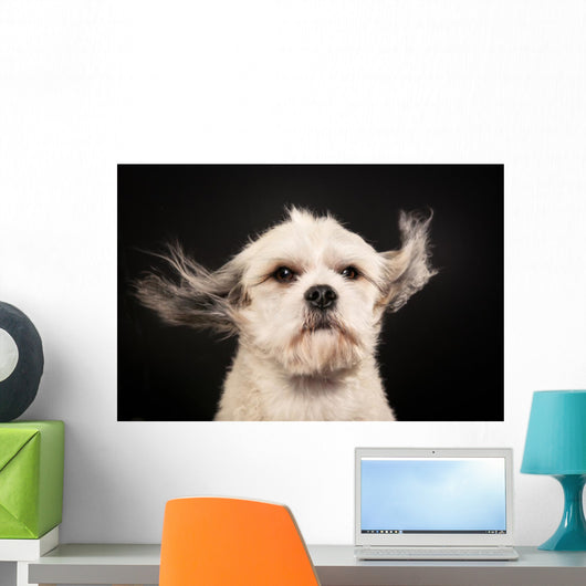 Purebred Havanese Dog