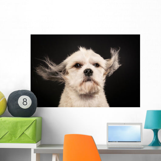 Purebred Havanese Dog
