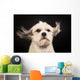 Purebred Havanese Dog