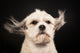 Purebred Havanese Dog