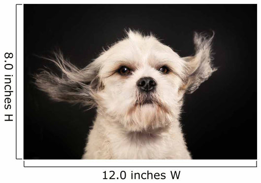 Purebred Havanese Dog