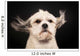 Purebred Havanese Dog