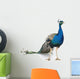peacock Wall Decal