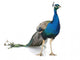 peacock Wall Decal
