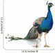 peacock Wall Decal