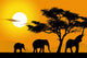 Afrique 3 La Phants
