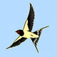 Barn Swallow Bird Wall Decal