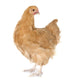 Orpington Chicken Wall Decal